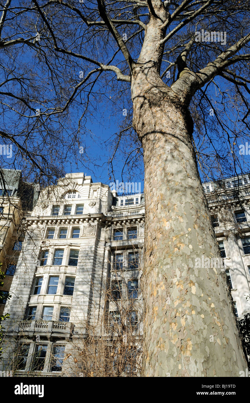 Piano di Londra Platanus x hispanica tree con city building dietro, Finsbury Circus, Londra Inghilterra REGNO UNITO Foto Stock