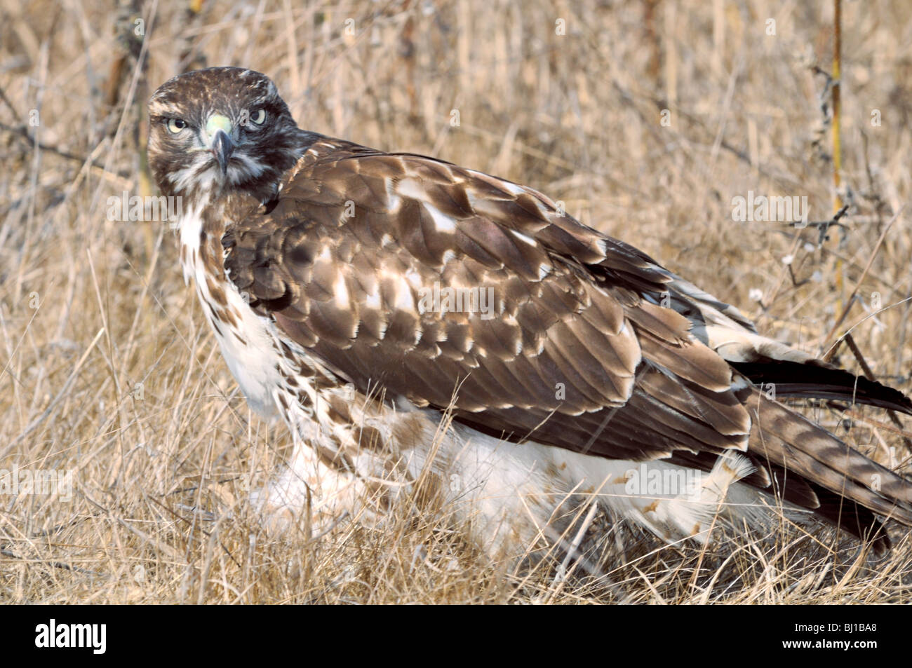 Giovane Falco dalla coda rossa (Buteo jamaicensis) in praterie asciutte, che mostra intensi occhi pallidi, petto striato e piumaggio marrone scuro con ampie ali. Foto Stock