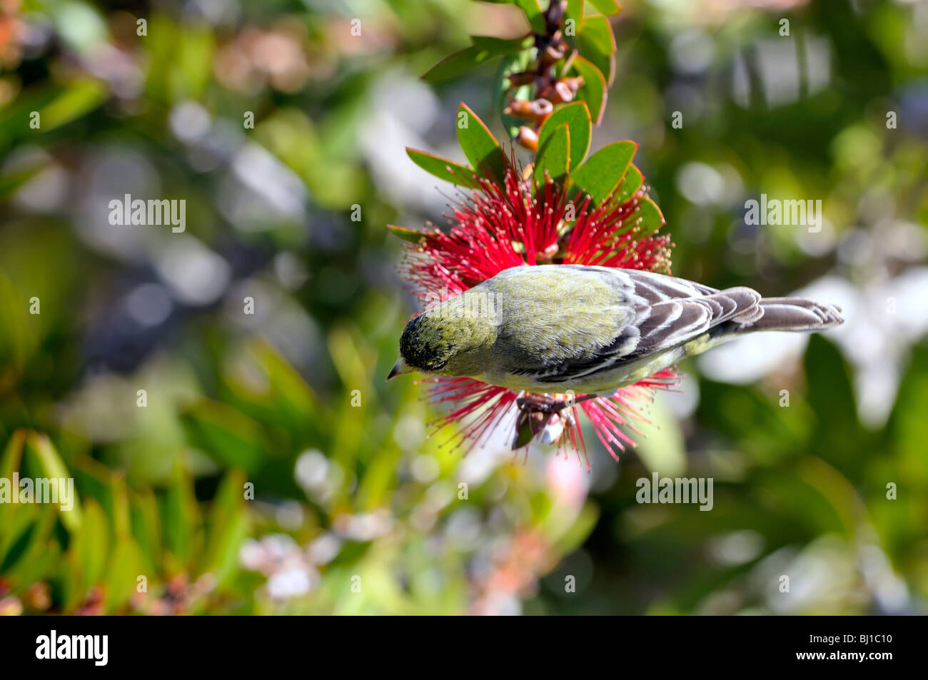 Dorfinch minore (Spinus psaltria) che si nutre di un fiore rosso brillante di un pennello, mostrando piumaggio giallo oliva e ali striate nere alla luce del sole Foto Stock