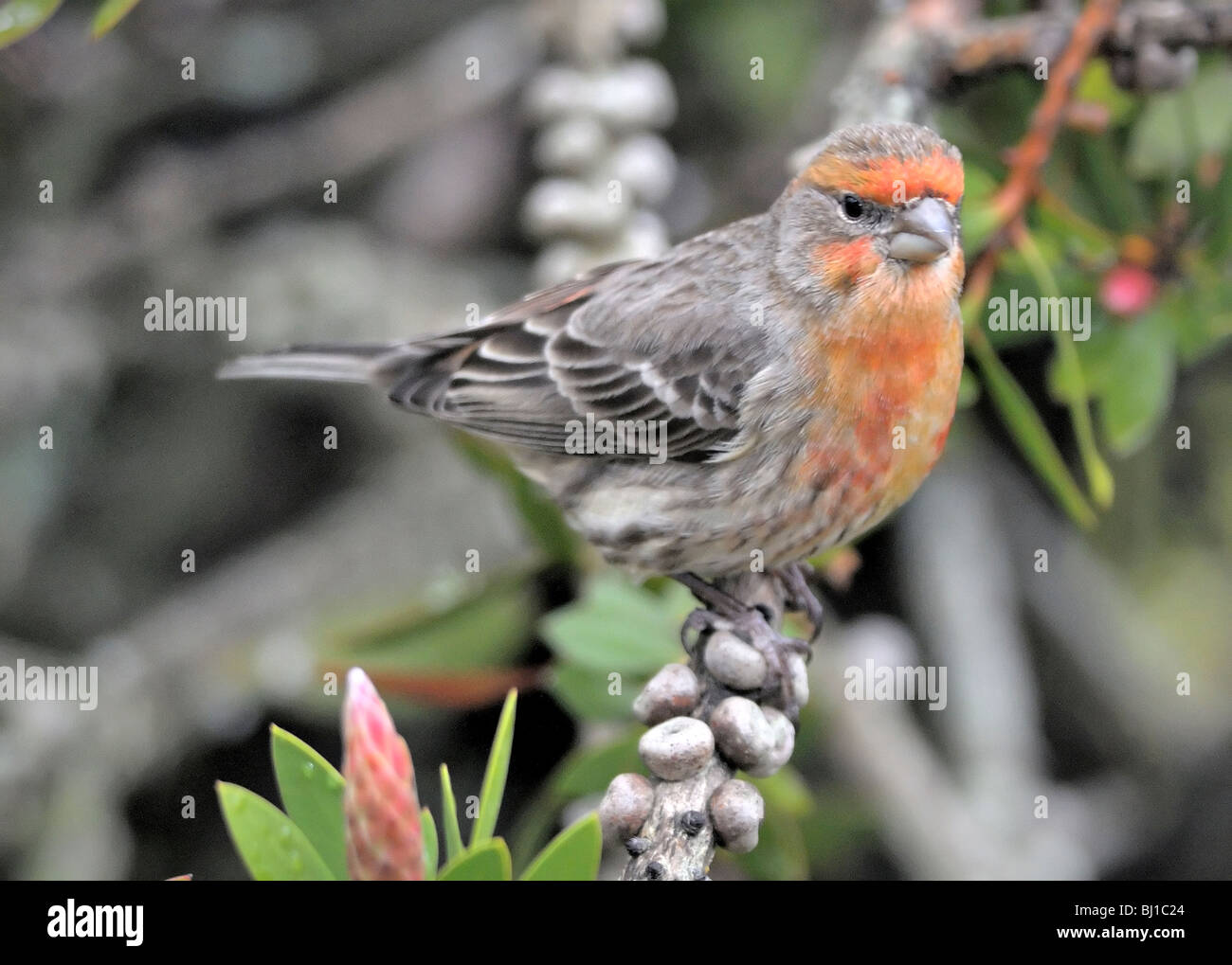 Maschio Casa Finch (Haemorhous mexicanus) arroccato su un ramo con una faccia rossa e petto striato, circondato da un verde tenue fogliame in luce naturale. Foto Stock