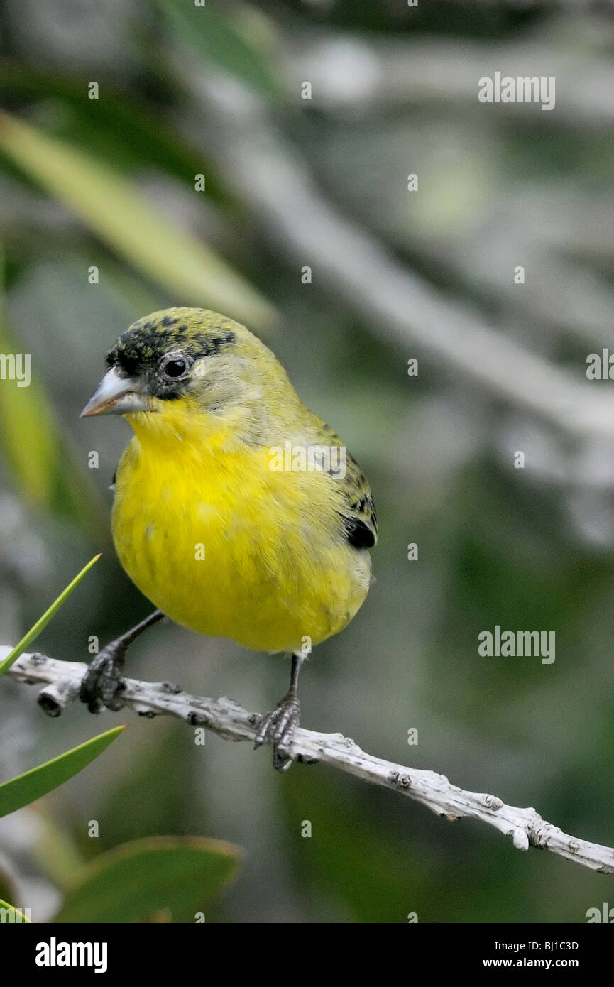 Maschio Lesser Goldfinch (Spinus psaltria) arroccato su un ramo, che mostra parti inferiori gialle brillanti, cappello nero e schiena tinto di verde in un habitat verdeggiante. Foto Stock