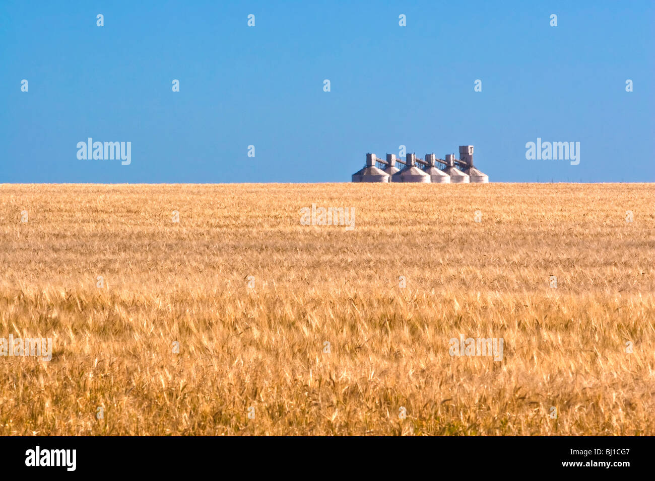 Campo di grano e silos Foto Stock
