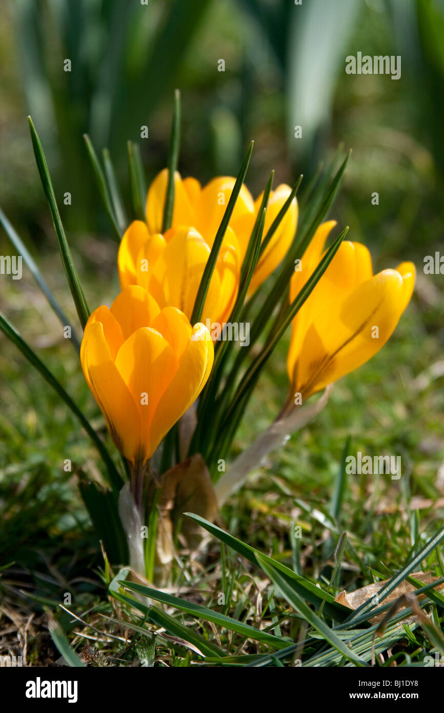 Un gruppo di crochi giallo sotto la luce diretta del sole a Holland Park, Londra. Foto Stock