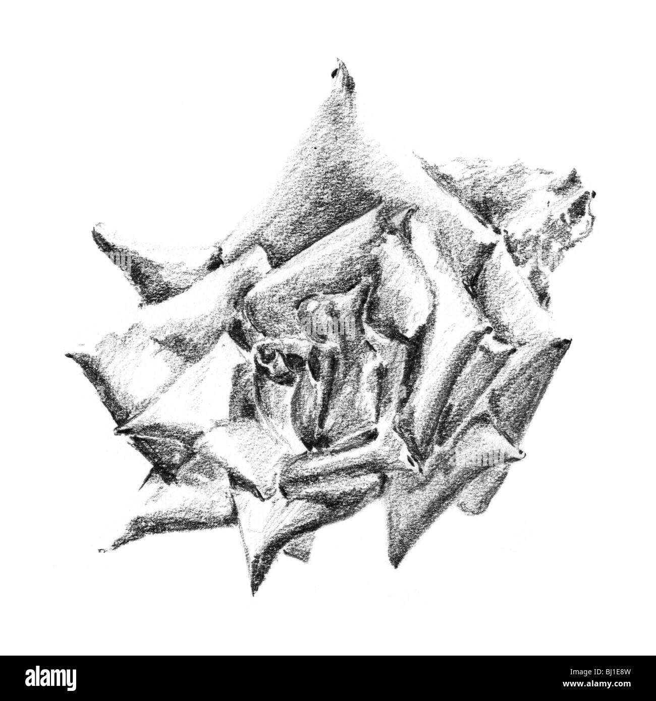 Monocromatico disegno di rose Foto Stock