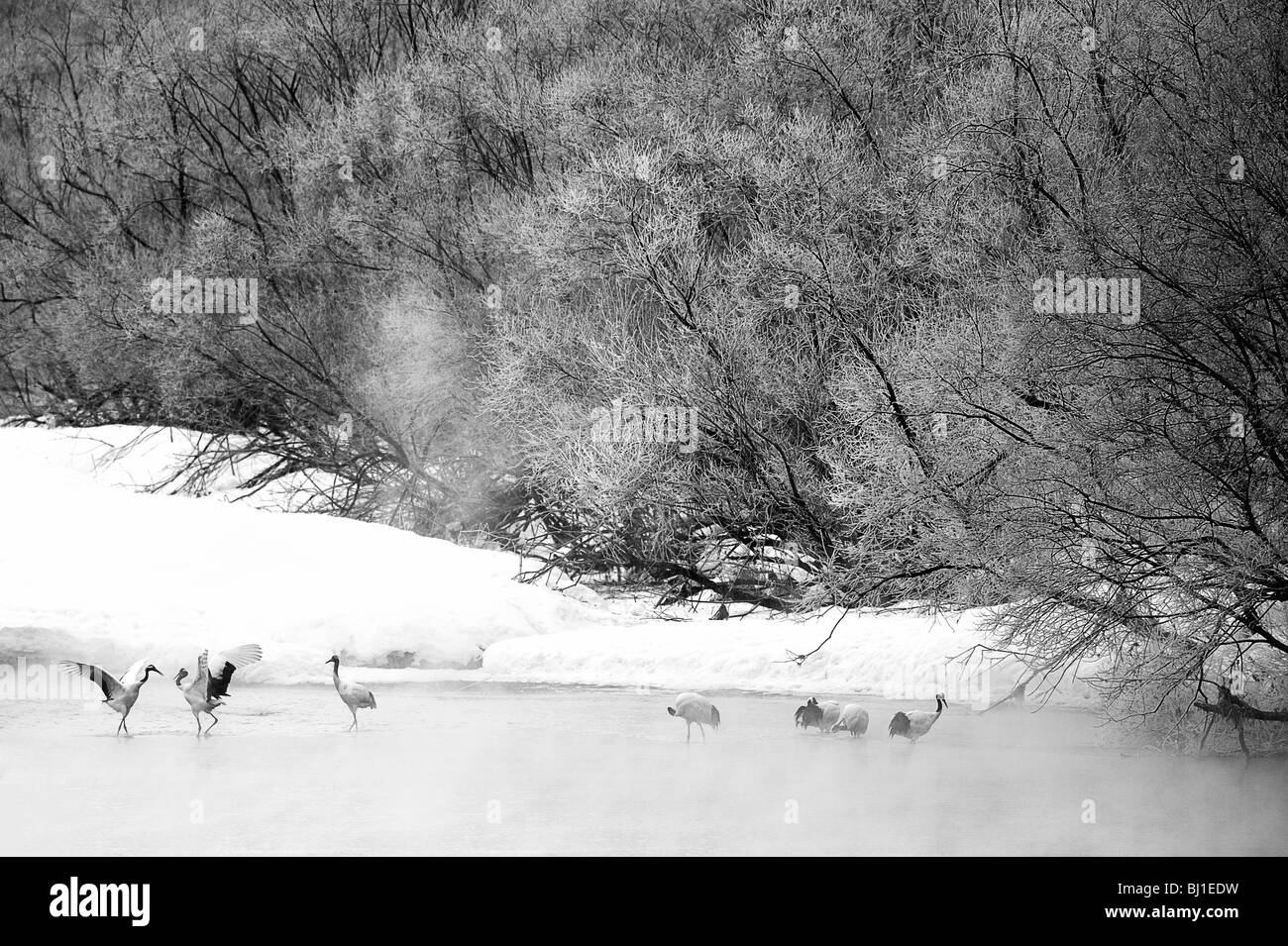 Sono ' appollaiati in pericolo rosso giapponese Crested gru nel fiume - Hokkaido, Giappone Foto Stock