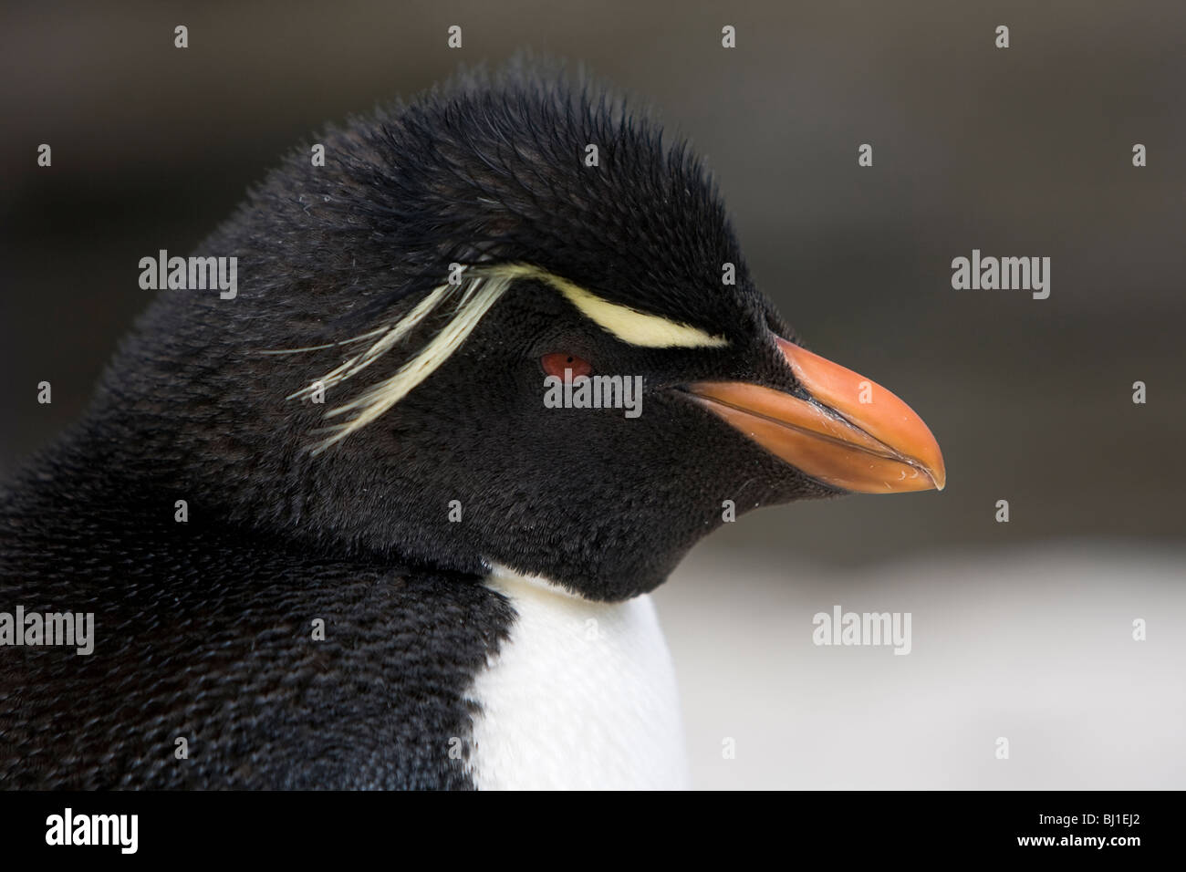 Pinguino saltaroccia Eudyptes chrysocome Felsenpinguin Saunders Island Isole Falkland Foto Stock