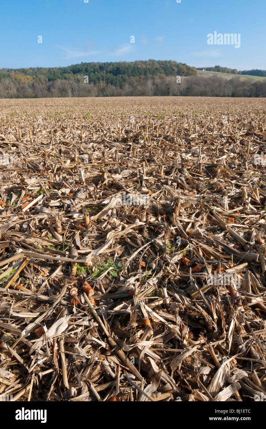 Farmland rifiuti dopo la mietitura del mais / mais dolce - Indre-et-Loire, Francia. Foto Stock