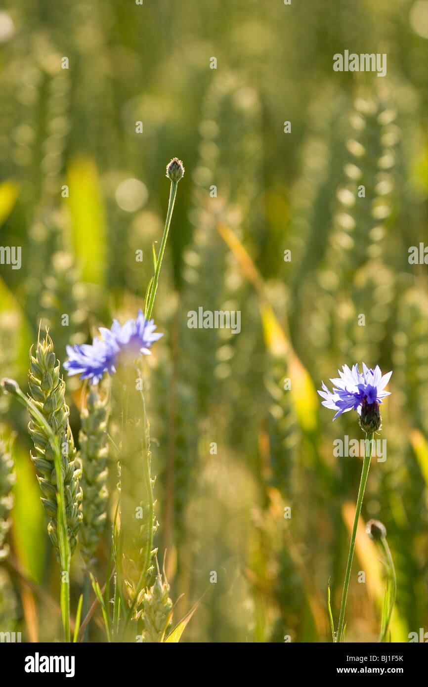 Fiordaliso e grano Foto Stock