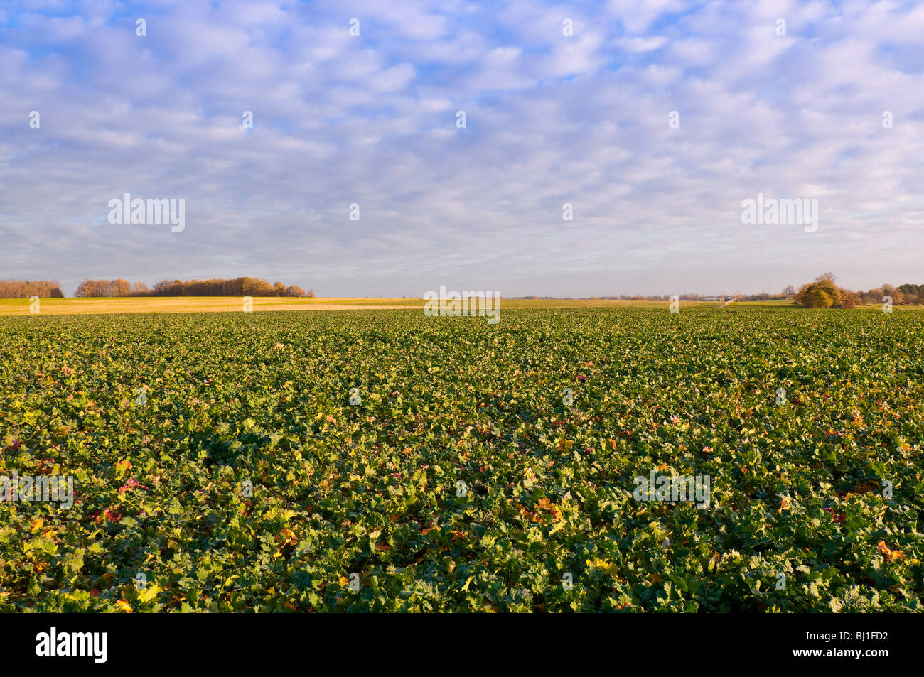 Campo di foraggio per gli animali / barbabietole - sud-Touraine, Francia. Foto Stock