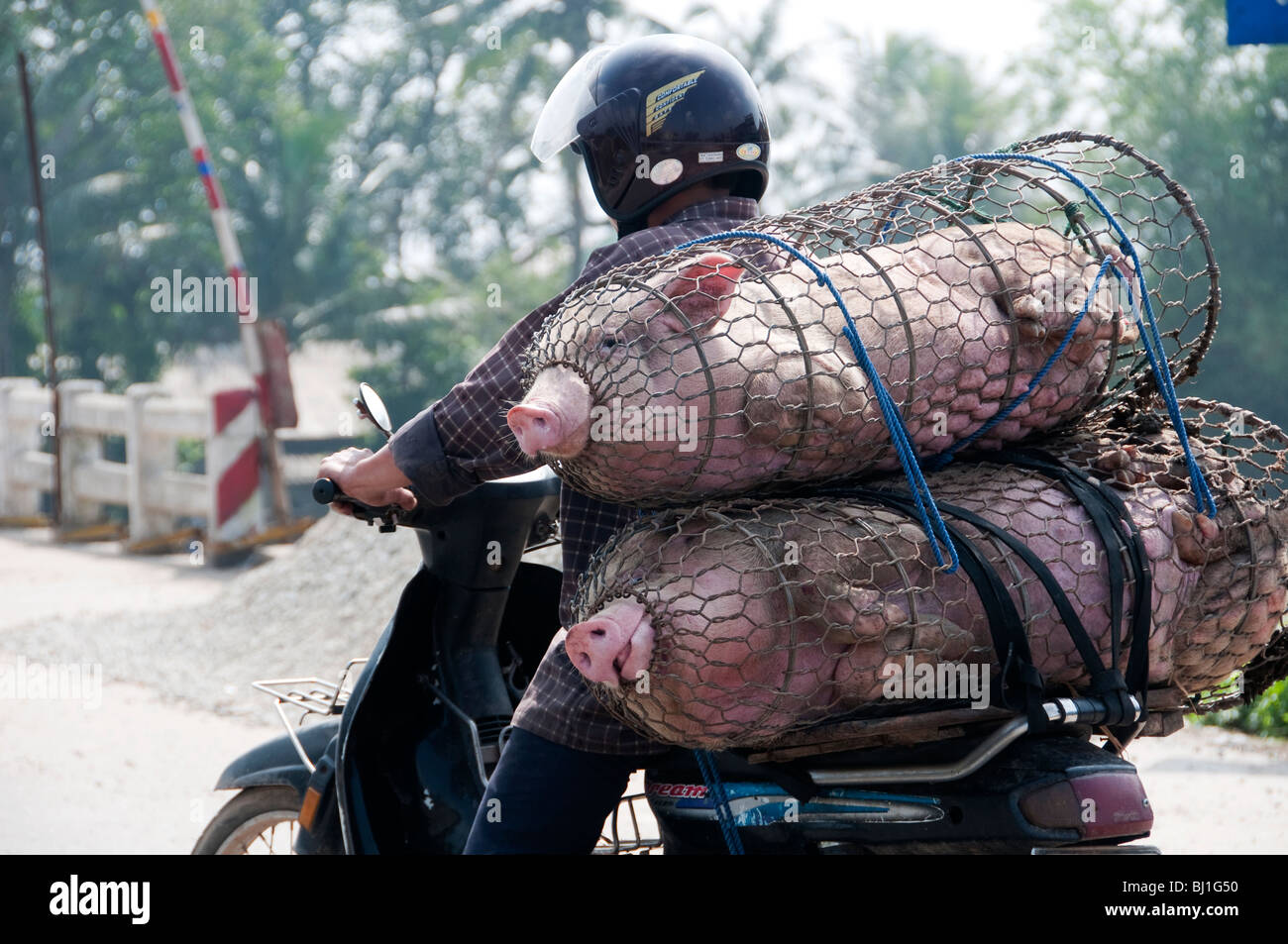 Un maiale vietnamita agricoltore porta due vivono suini in gabbia di mercato sul suo ciclomotore, Vietnam meridionale Foto Stock