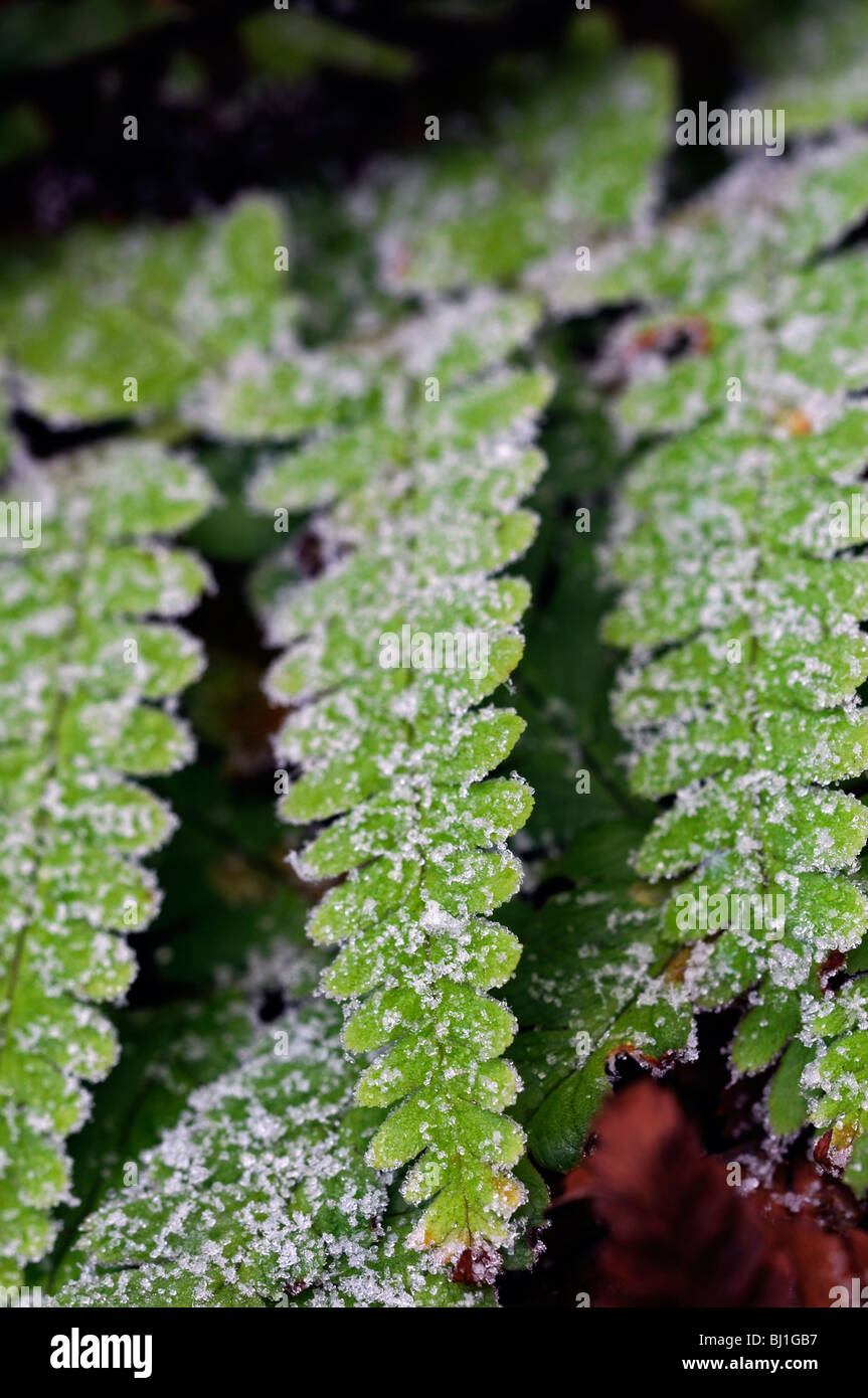 Ghiaccio congelato brina ghiacciata smerigliati fern woodfern Dryopteris sp frond giardino invernale di giardinaggio Foto Stock