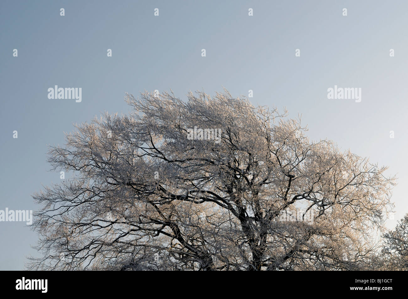 Un albero di quercia Quercus sp coperto di brina trasformata per forte gradiente e tappeto coltre di neve bianca luminosa blu cielo inverno Foto Stock