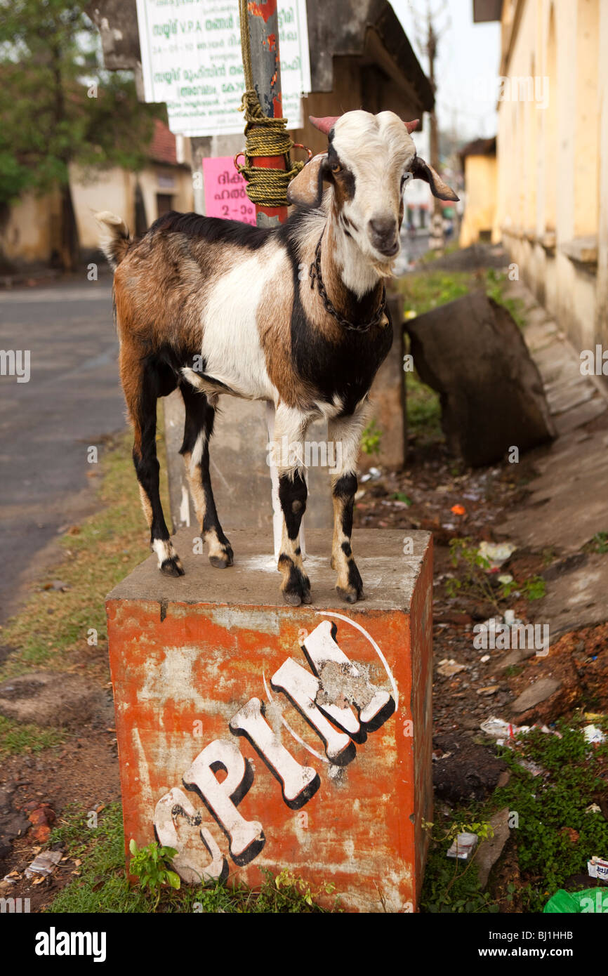 India Kerala, Kochi, Fort Cochin, Fiume Calvathy Road, Capra in piedi sul blocco di calcestruzzo Foto Stock