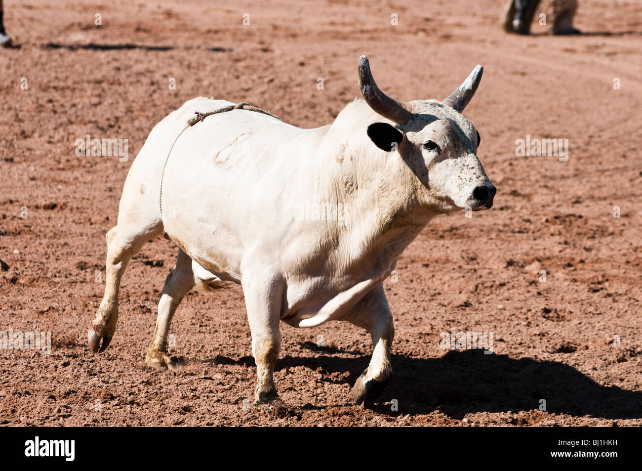 Un toro senza un pilota è allentato in un rodeo arena Foto Stock