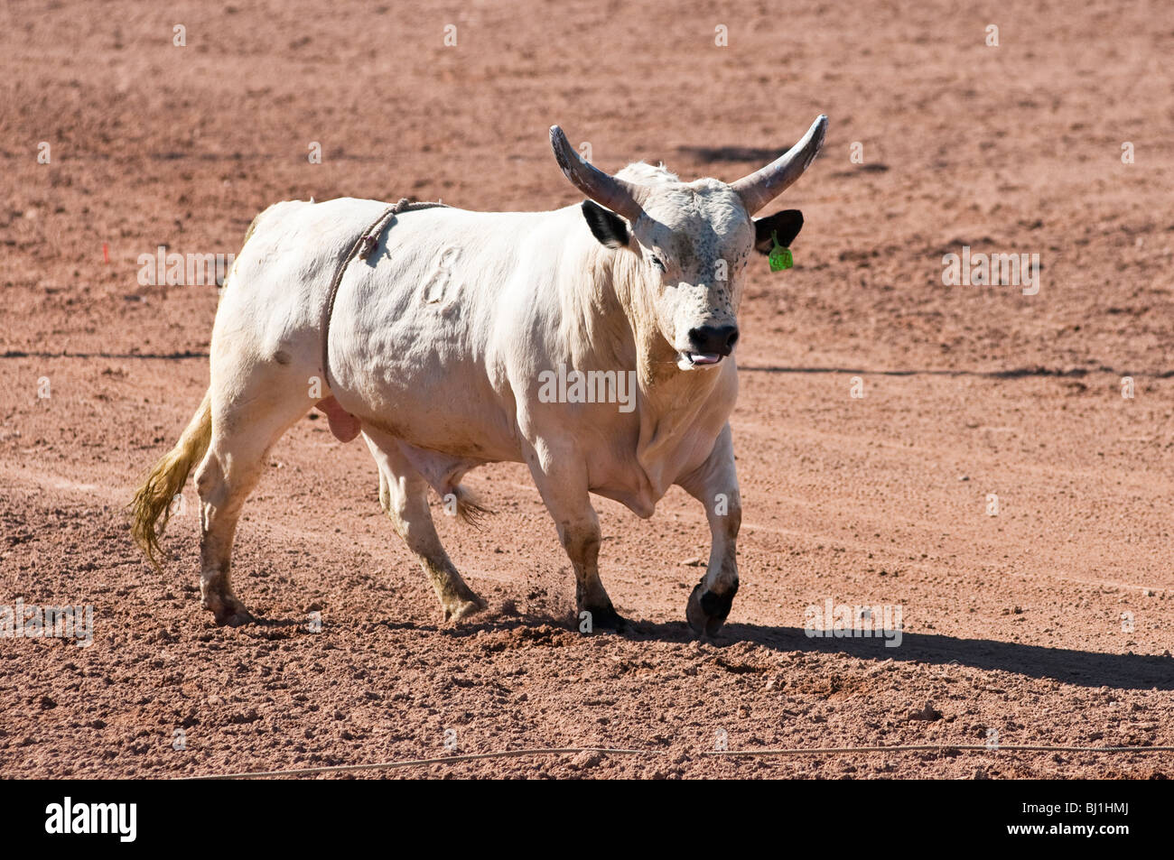 Un toro senza un pilota è allentato in un rodeo arena Foto Stock