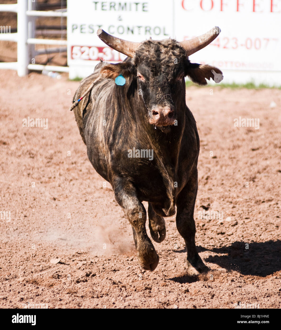 Un toro senza un pilota è allentato in un rodeo arena Foto Stock