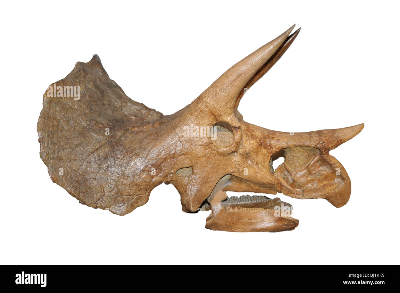 Triceratops prorsus cranio fossile, fine del periodo Cretaceo Foto Stock