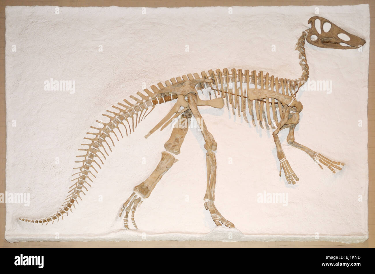 Claosaurus scheletro fossile Foto Stock