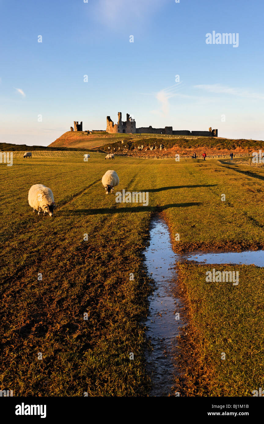 Pecora che pascola sull'approccio del sud al castello di Dunstanburgh Foto Stock