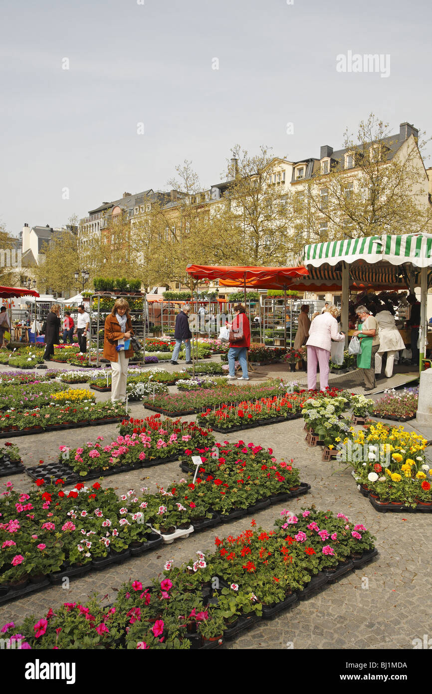 Il mercato dei fiori in città di Lussemburgo Foto Stock