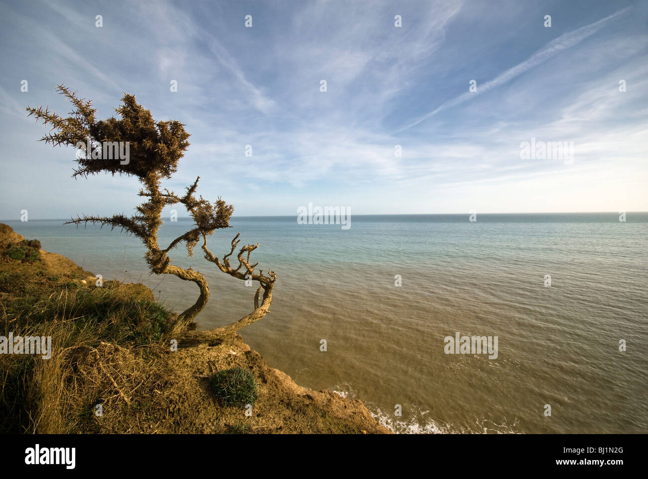 Spazzate dal vento arbusto ad albero sulla scogliera vicino a Hastings, Sussex, Regno Unito Foto Stock