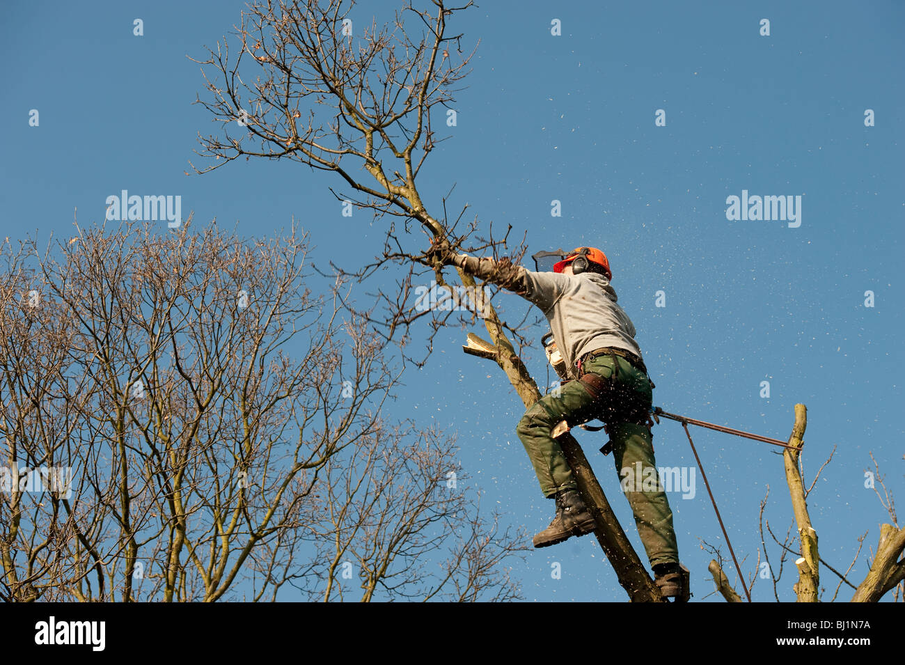 Opere Arborist alla sommità di un albero di quercia per il suo taglio per rimuovere rami morti e generare una nuova crescita. Foto Stock