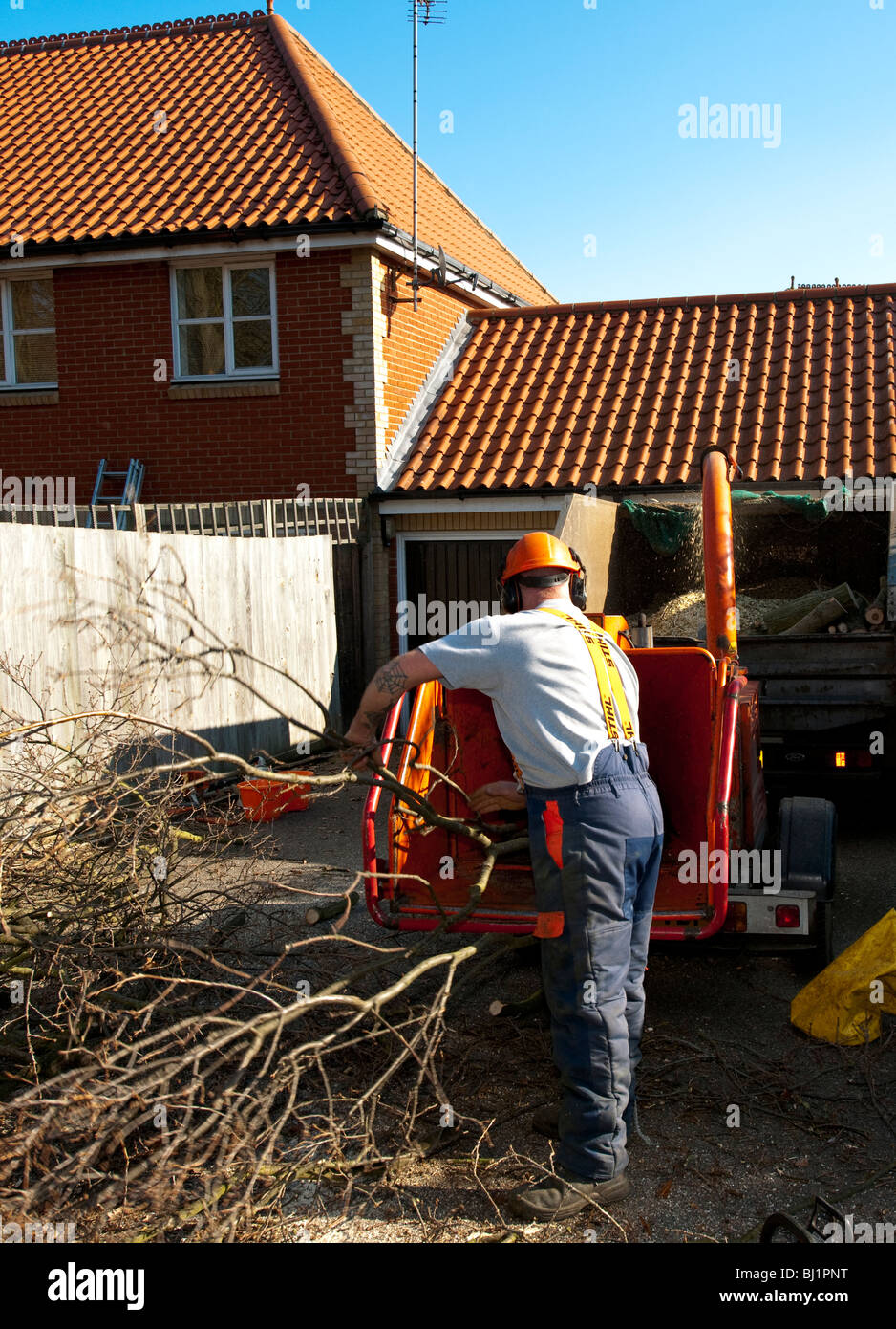 Lopped rami sono messi attraverso un chipping macchina dopo essere stato tagliato da quercia. Foto Stock