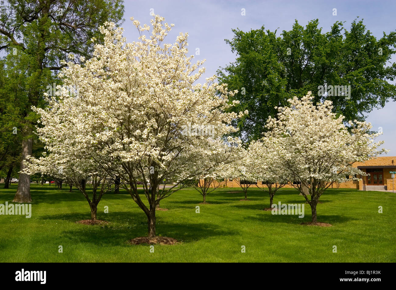 Corniolo alberi in fiore in primavera, Columbus, Indiana Foto Stock