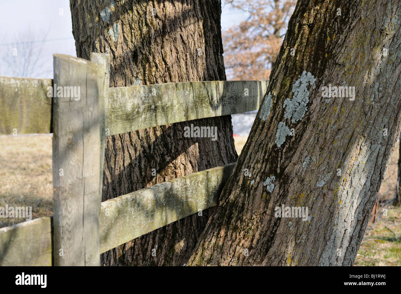 Staccionata in legno costruito tra le forche di un albero dividendo la linea di proprietà Foto Stock