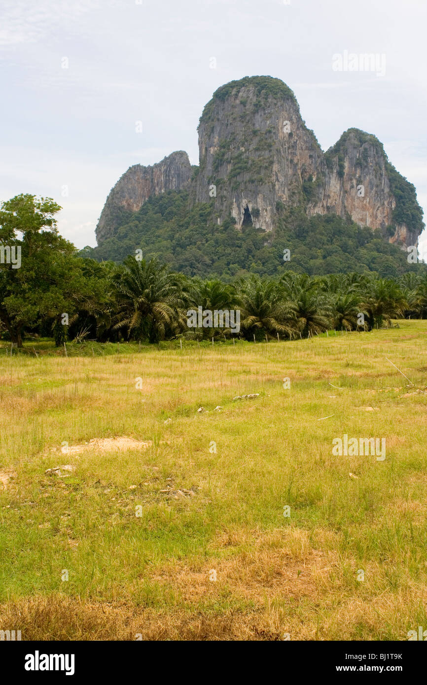 Gua Charas collina circondata da olio di palma piantagioni vicino a Kuantan, Malaysia Foto Stock