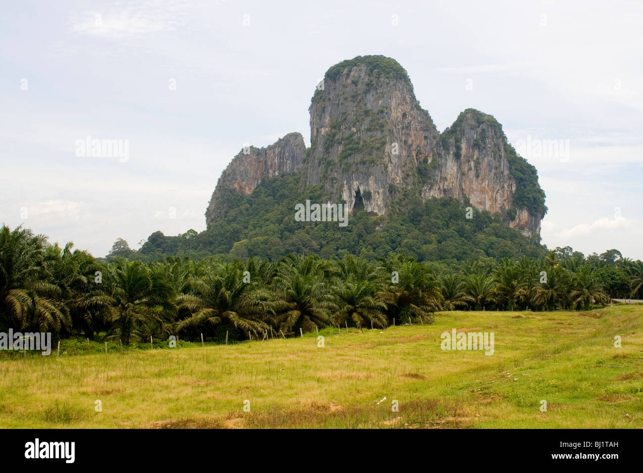 Gua Charas collina circondata da olio di palma piantagioni vicino a Kuantan, Malaysia Foto Stock