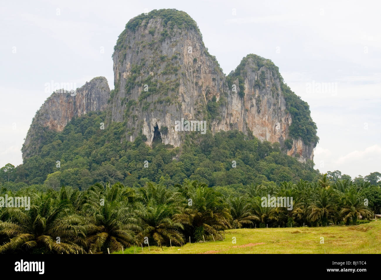 Gua Charas collina circondata da olio di palma piantagioni vicino a Kuantan, Malaysia Foto Stock