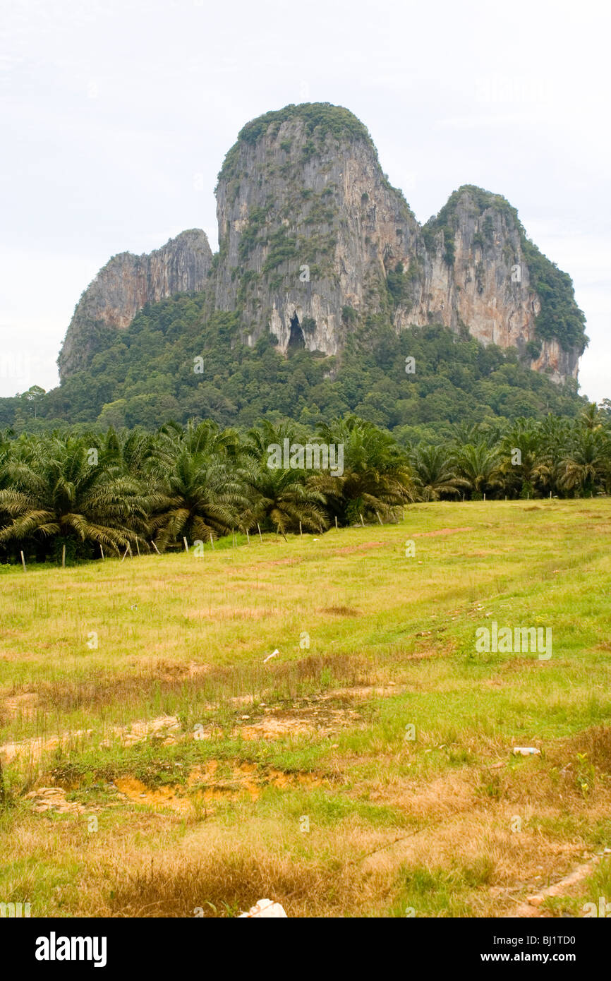 Gua Charas collina circondata da olio di palma piantagioni vicino a Kuantan, Malaysia Foto Stock