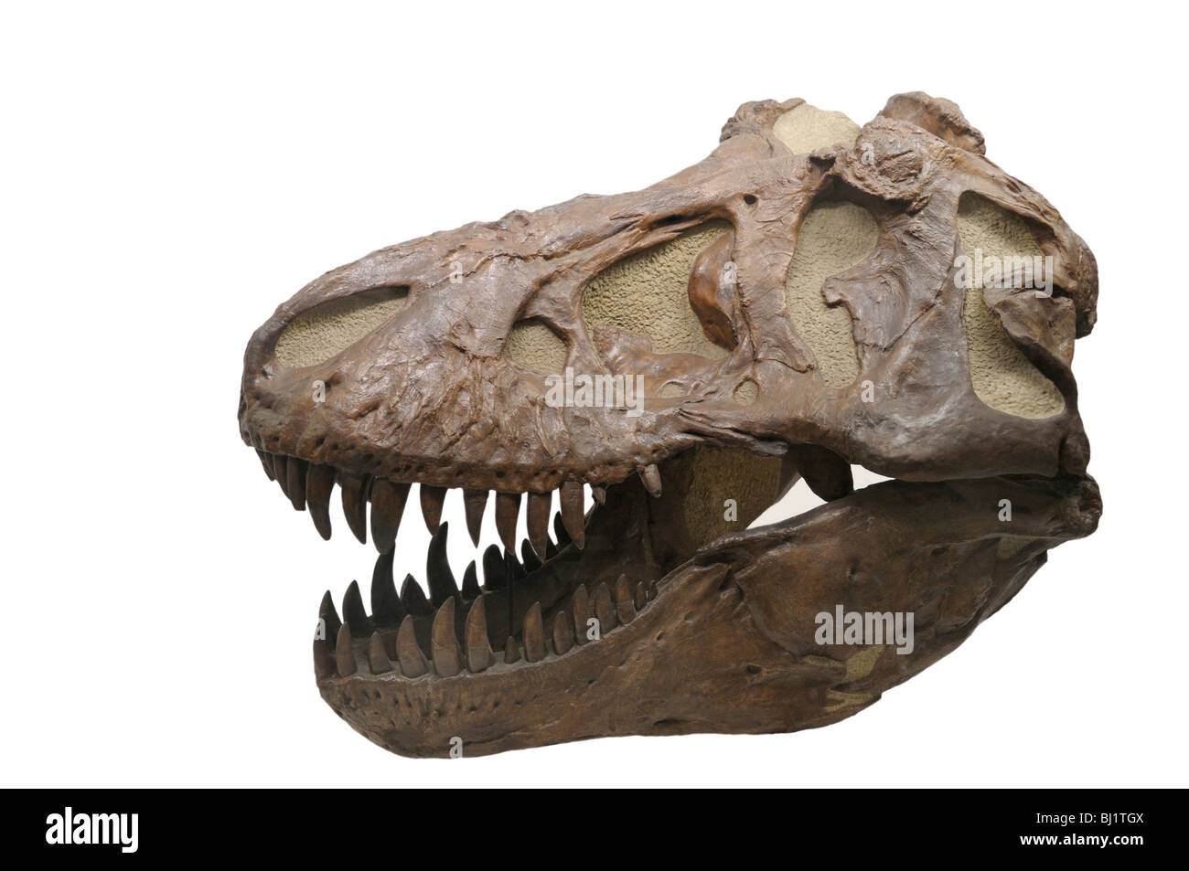 Produttori E Fabbriche Di Fossili Di Teschio Di Tyrannosaurus Rex - Foto 7