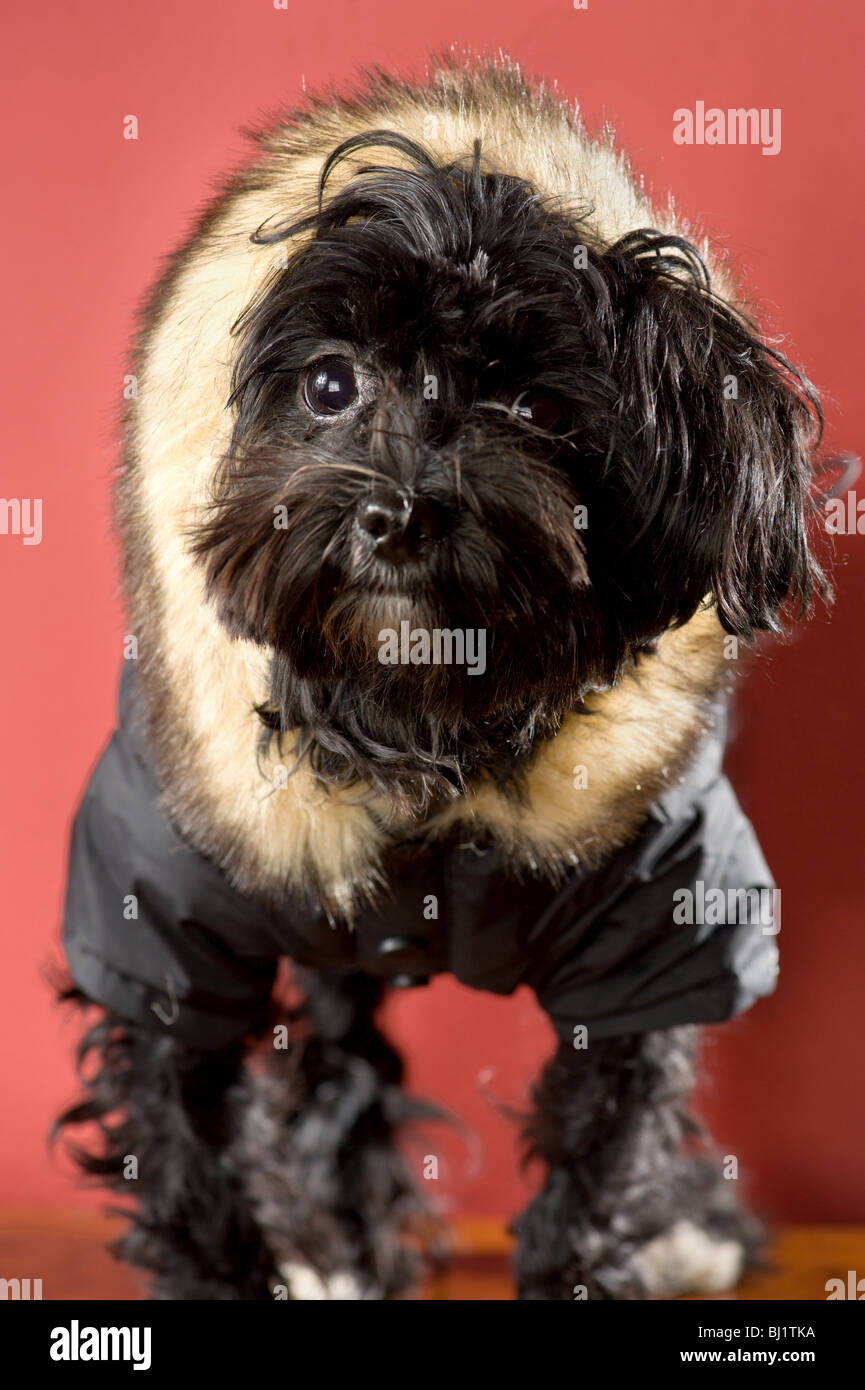 Nero e maltese yorkie mix cane mentre indossa una cappa di pelliccia Foto Stock