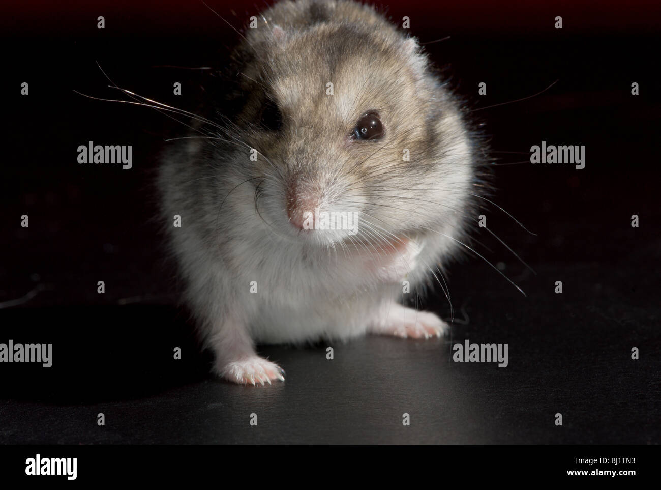 Macro close up di un inverno white dwarf hamster permanente sulla sua schiena zampe di guardare direttamente la fotocamera Foto Stock