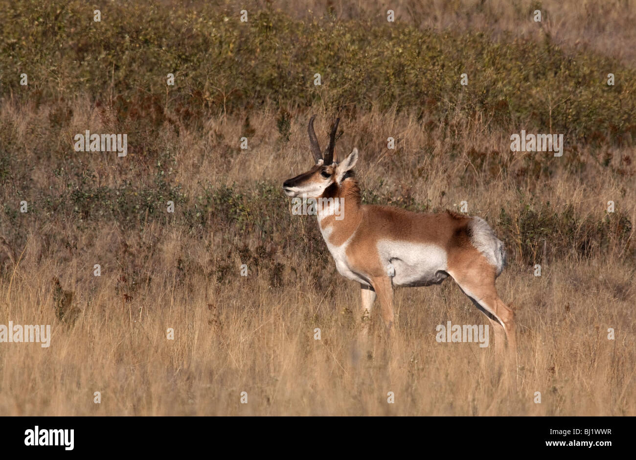 Pronghorn antelope buck Foto Stock