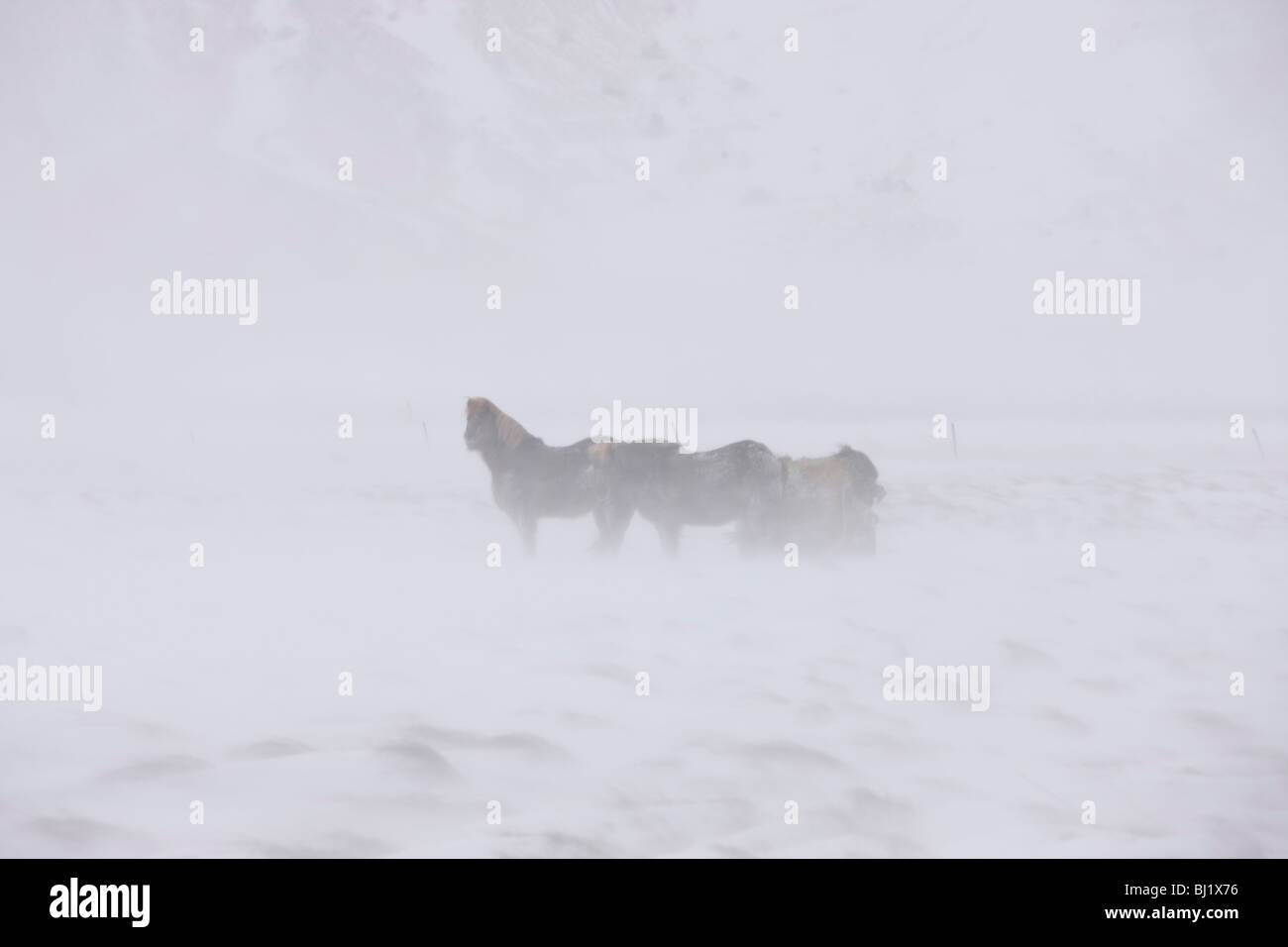 I cavalli in tempesta di neve, Snaefellsnes, Islanda Foto Stock