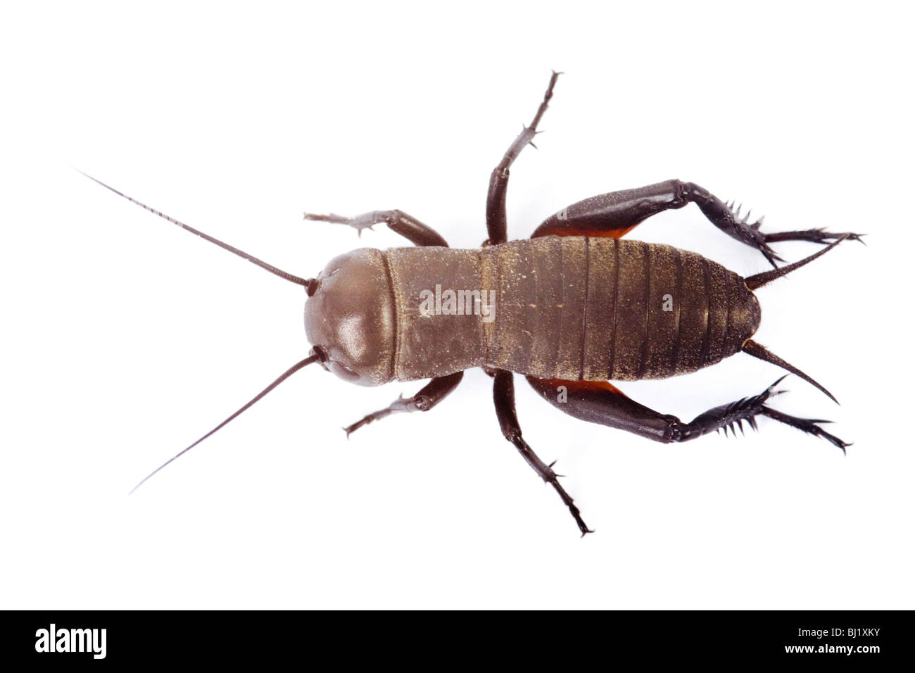 Campo da cricket manichino () Foto Stock