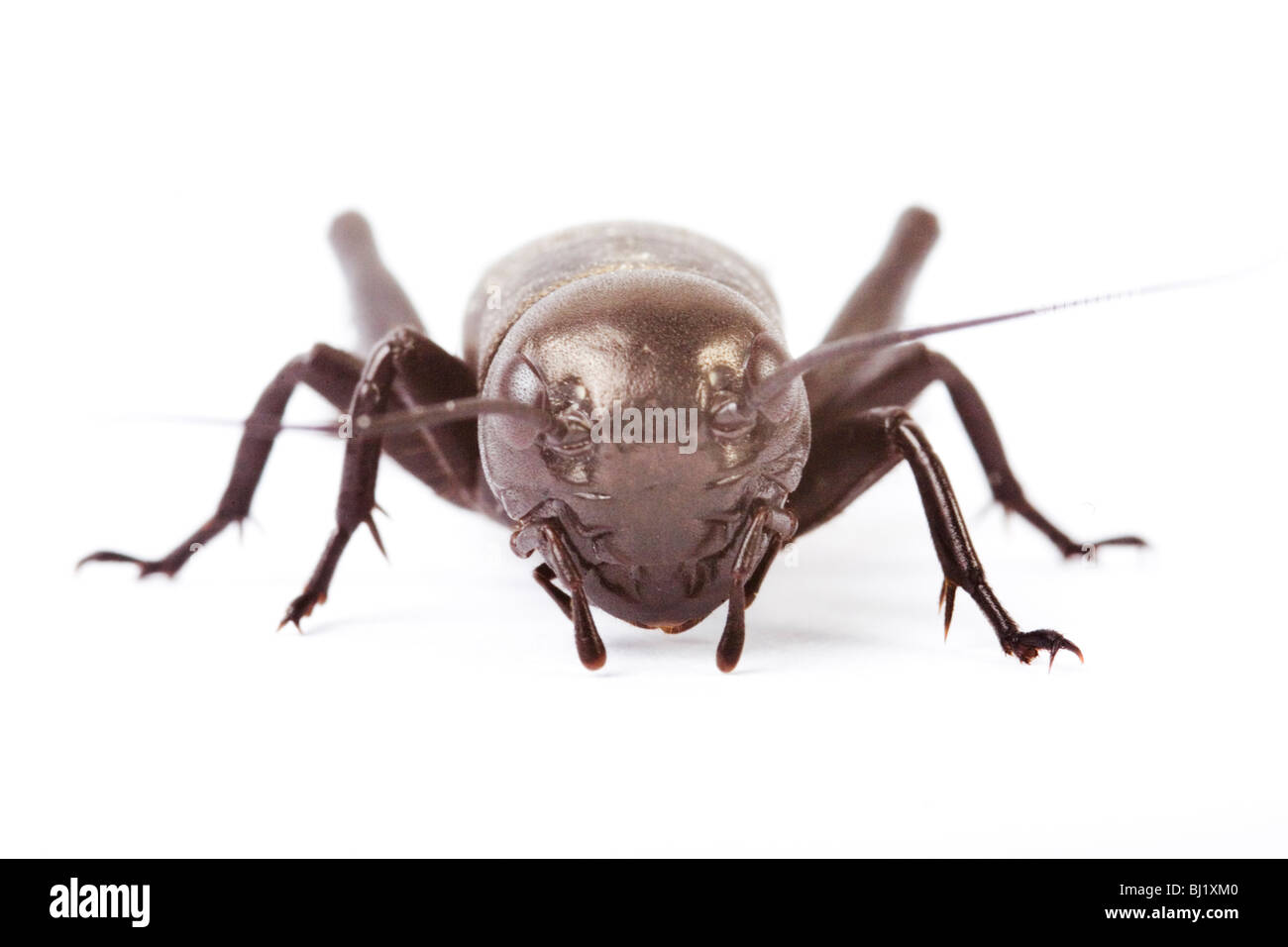 Campo da cricket manichino () Foto Stock