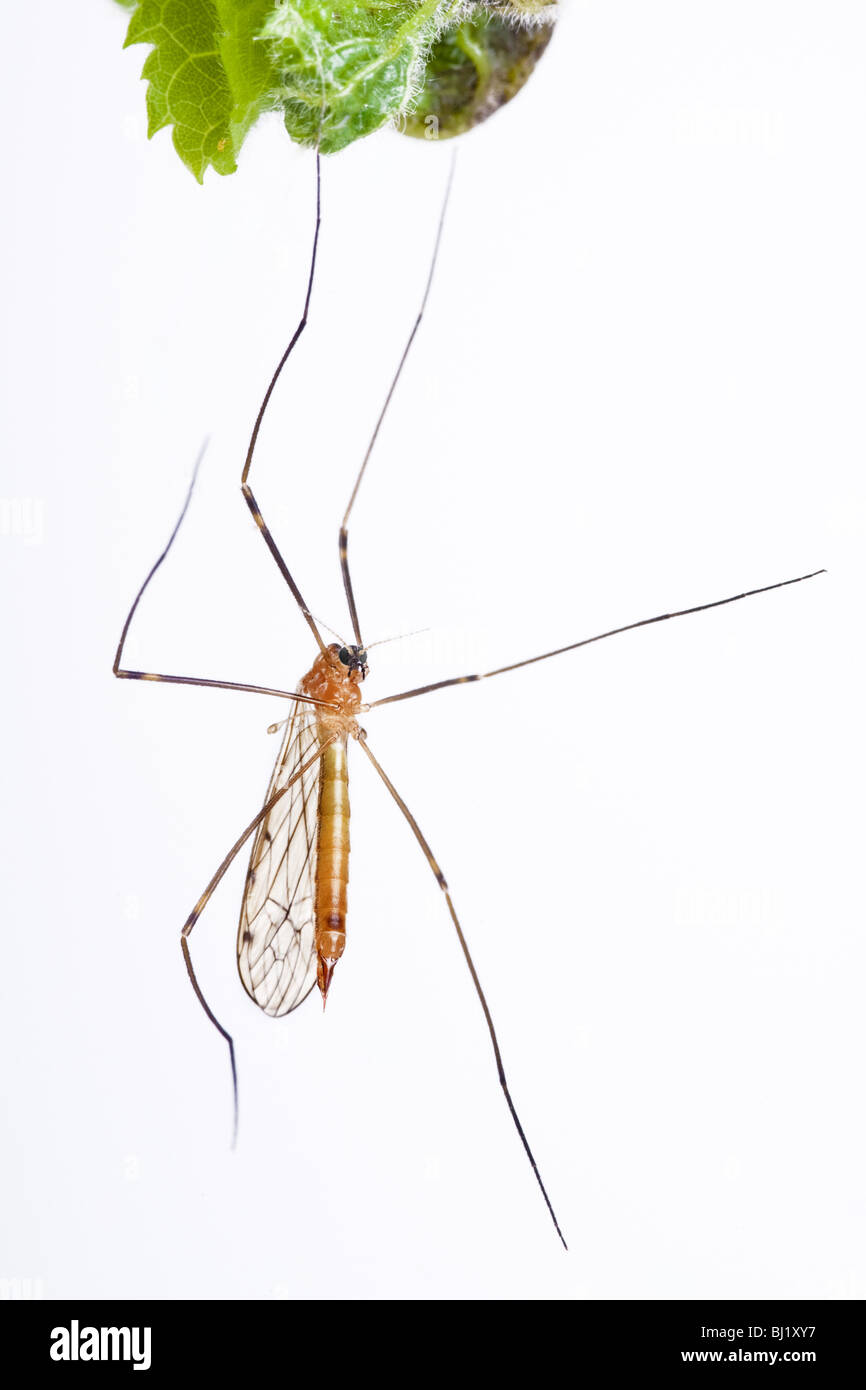 Cranefly (Tipulidae) Foto Stock