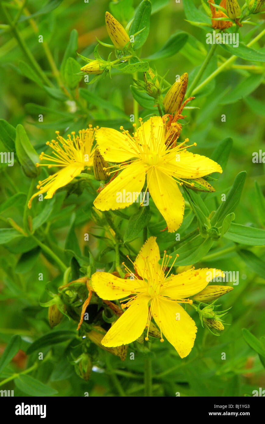 Johanniskraut - St Johns wort 14 Foto Stock