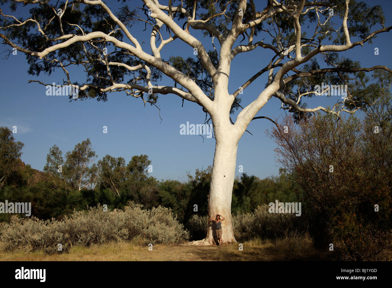Giant Ghost Gum albero vicino a Trephina Gorge, MacDonnell Ranges, Australia Foto Stock