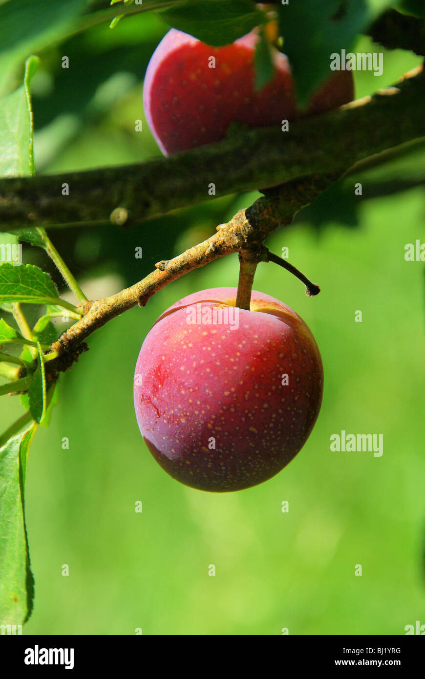 Pflaume Baum - susino 02 Foto Stock