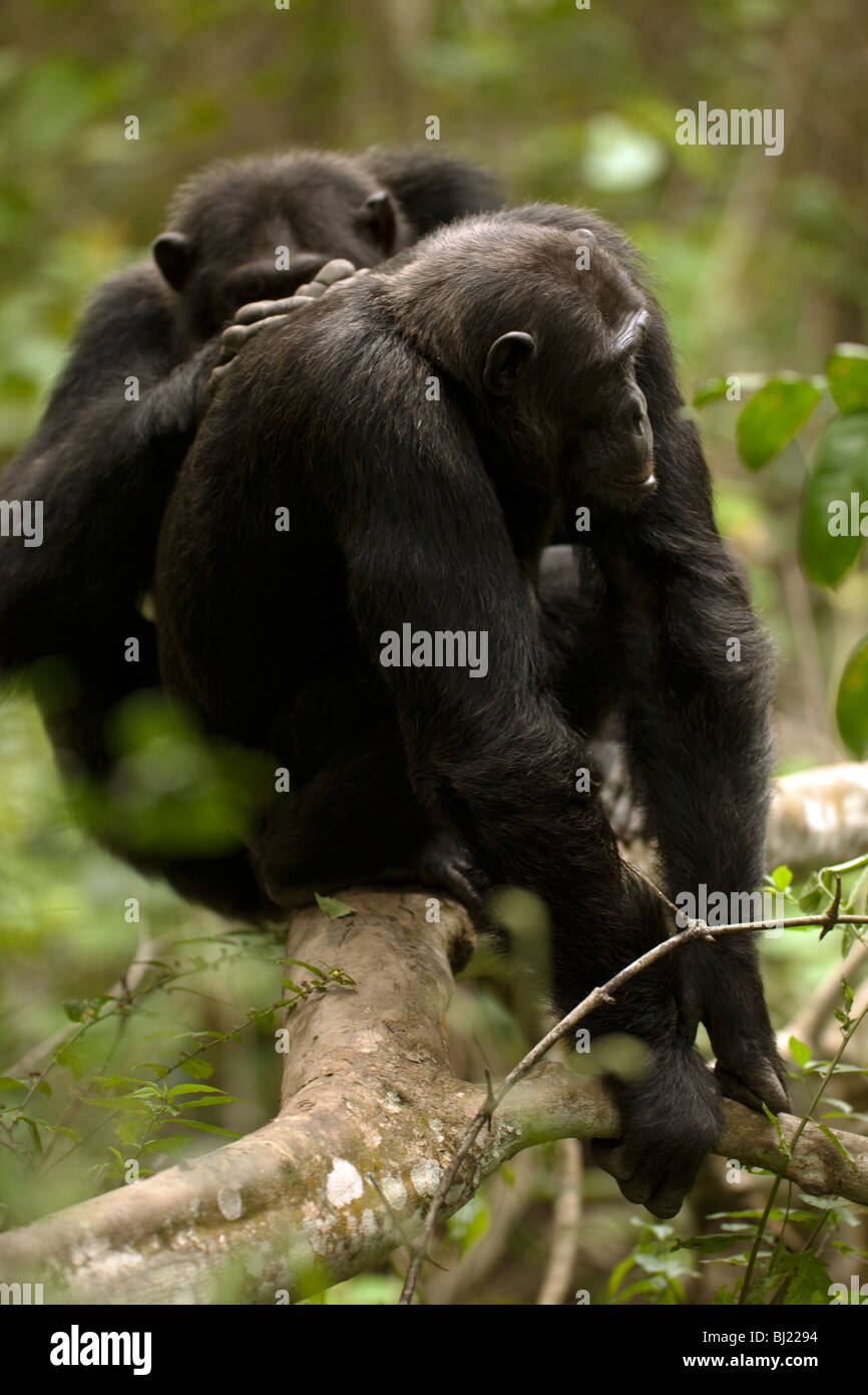 Gli scimpanzé maschi toelettatura in Kyambura Gorge, Uganda Foto Stock