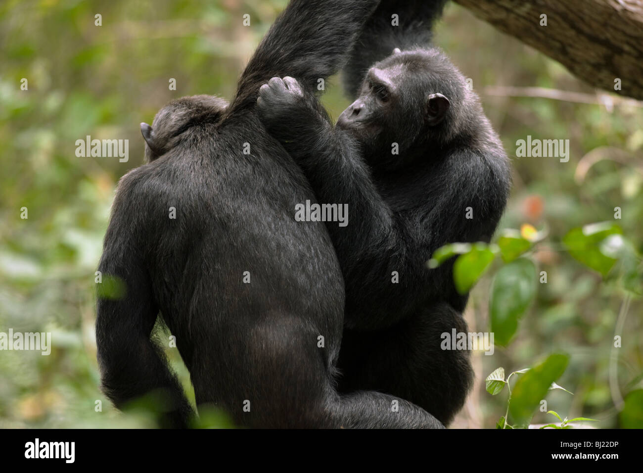 Gli scimpanzé maschi, "Lumumba", "grooming Hatari' in Kyambura Gorge, Uganda Foto Stock