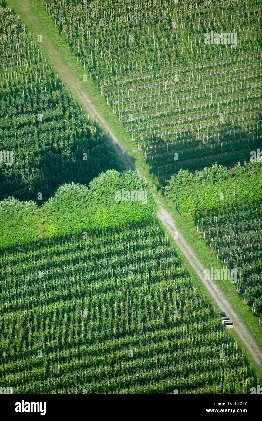 I campi con le piante Foto Stock