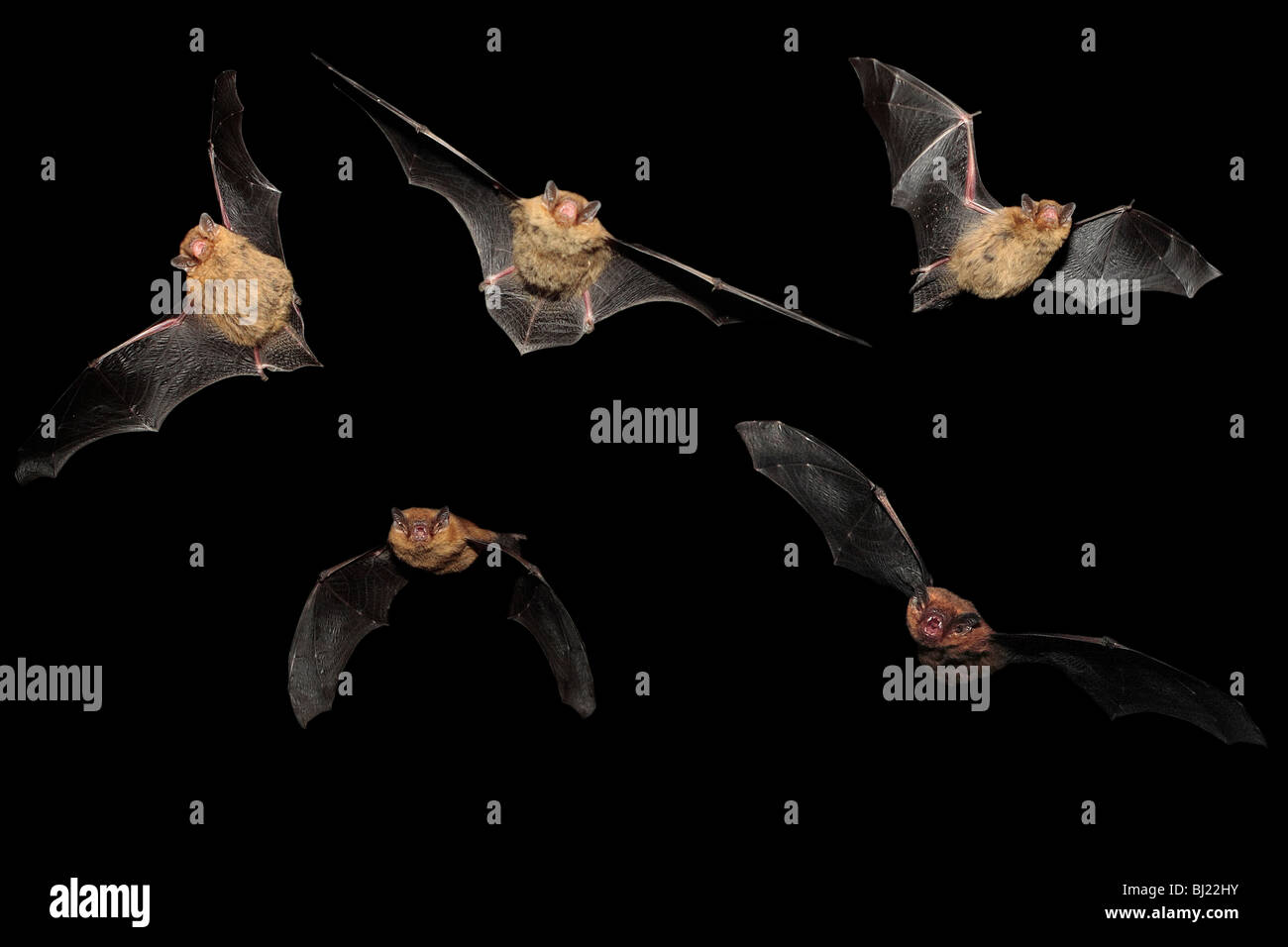 Pipistrelle pipistrelli in volo. Foto Stock