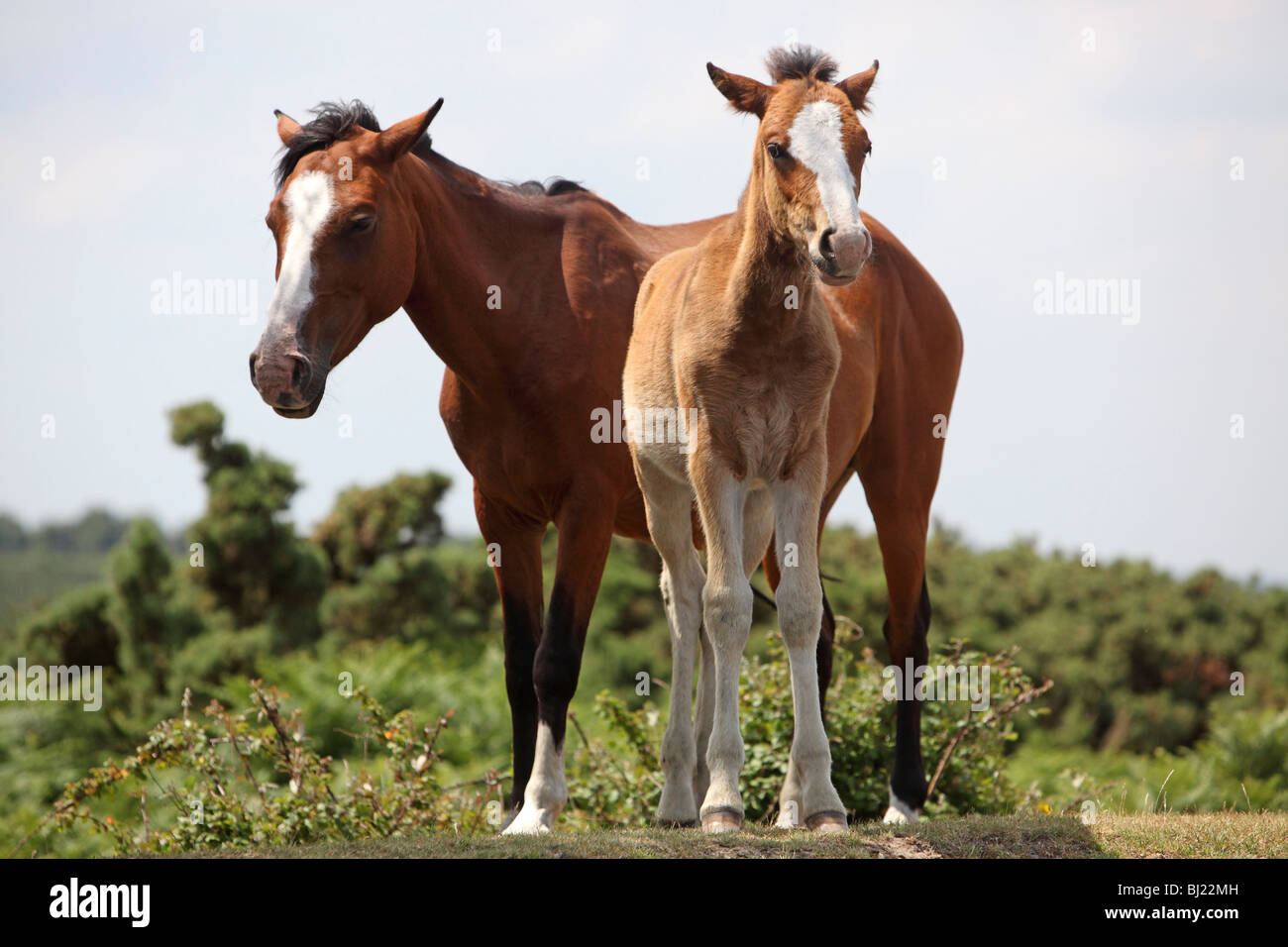 New Forest pony Foto Stock