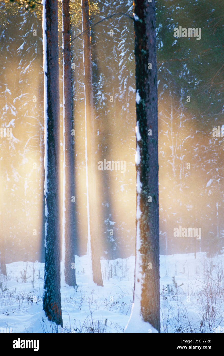 Pine contro il sole di sera, Svezia. Foto Stock